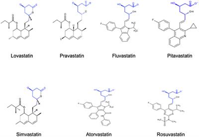 Hydrophilic or Lipophilic Statins?